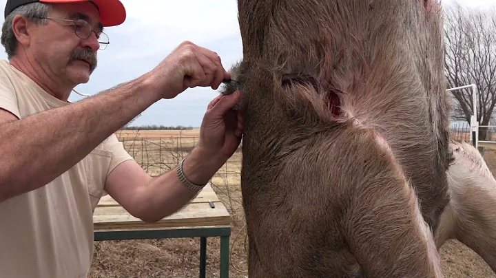 How to cape a whitetail deer for shoulder mount an...