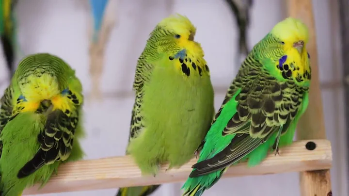 Budgie Stud that doesn't exist anymore. Visit to A...