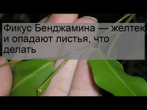 Фикус Бенджамина — желтеют и опадают листья, что делать