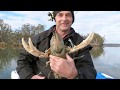 Catching Big Murray River Crayfish, Freshwater Crayfish, Euastacus armatus, Australian inland rivers