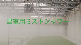 【グリーンラボラトリー】温室用ミストシャワー使用例【エム・アンド・ビー・フローラ千葉農場】