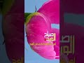 صباحكم جميل كجمال أرواحكم النقيه 