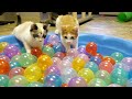 Cute Kittens Play in Ball Pit