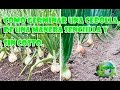 Como germinar una cebolla, de una manera fácil y sin ningún costo