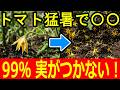 【警告】夏のトマトで実がつかない本当の原因｜35℃超えで花が落ちる仕組みと対策【家庭菜園】