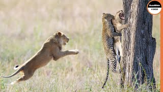 Leopard Gets Punished For Kidnapping a Lion Cub