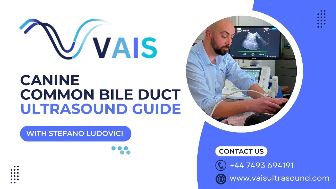 Common Bile Duct Ultrasound in Dogs | VAIS Veterinary Scan Guide