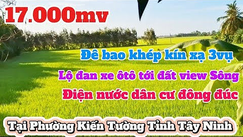 Bán 17.000mv đất lúa 3vụ Lộ xe ôtô tới đất view kênh Tại phường Kiến Tường Tỉnh Tây Ninh #bdslongan