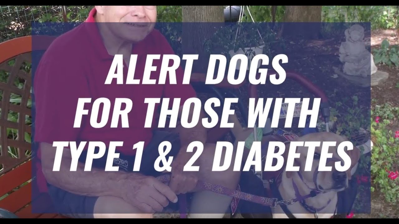 type 2 diabetes service dog