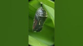2025-8-28, 8:39am. Monarch Butterfly Chrysalis ripening, Day 3 - Hatching Day! Taps foot...