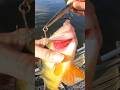 Jerkbait Fishing: Catching BIG Perch on BIG Jerkbaits #jerkbaitfishing #perchfishing #bigfish #perch