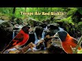 Red Siskin gacor dengan terapi air