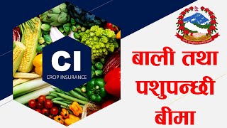 Crop Insurance in Nepal l| नेपालमा कसरि गर्ने बाली तथा पशुपन्छी बीमा ?