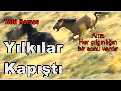 YILKILAR KAPIŞTI / WILD HORSES