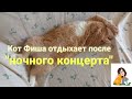 Кот Фиша отдыхает после &quot;ночного концерта&quot; / Фиша Кисулькин