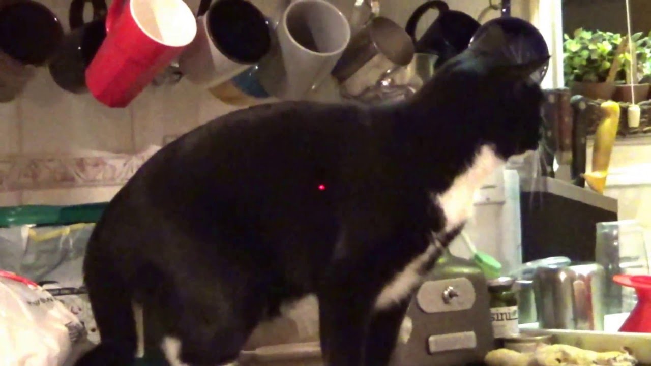 camera iphone 8 plus apk Ninja Cat 🆚 Laser Pointer & Kitchen Cabinets