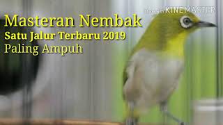 Download Mastran Pleci Paling Dicari 2019 Video MP3 Mastran Pleci Paling Dicari 2019