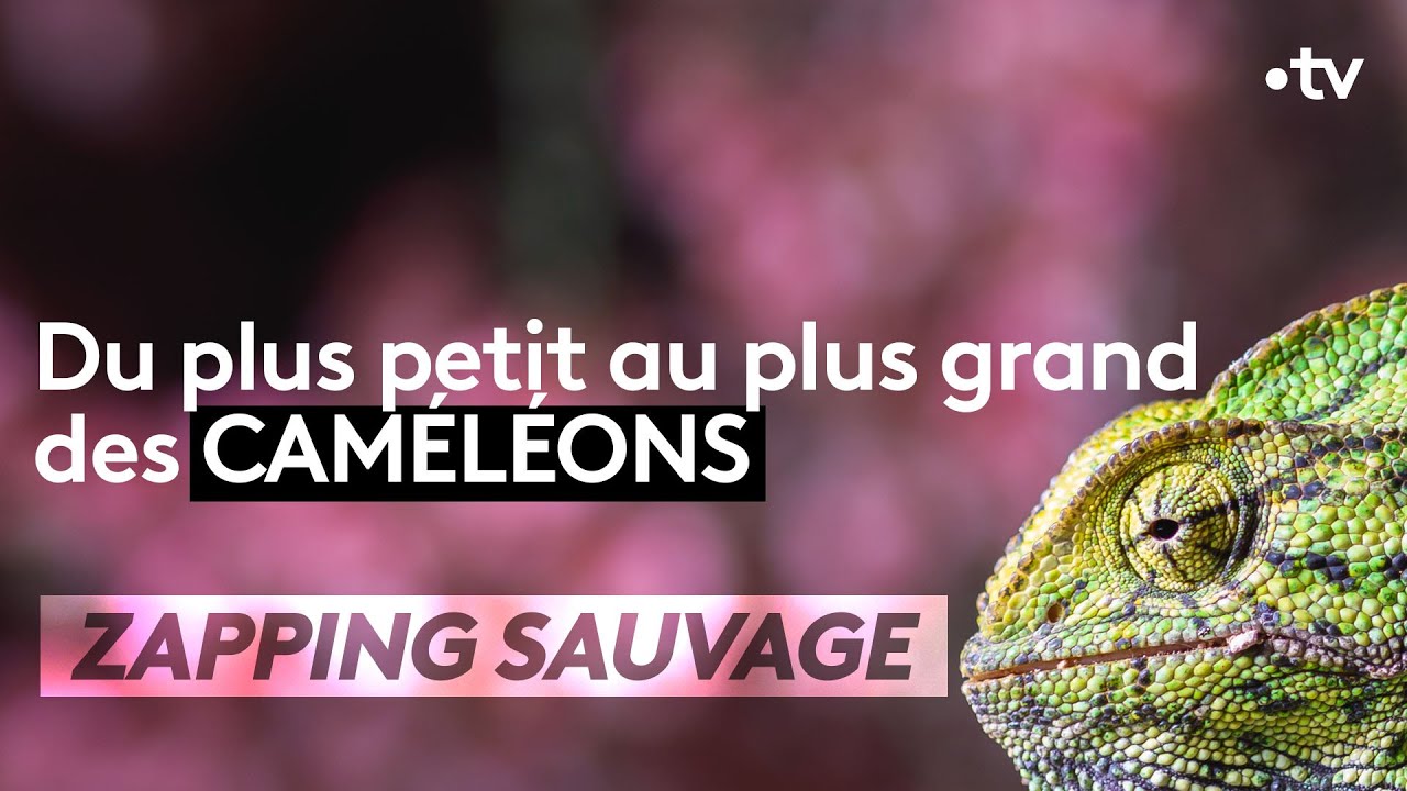 ⁣Du plus petit au plus grand des caméléons - ZAPPING SAUVAGE