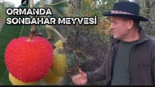 Sonbaharda Doğada Neler Var.