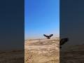 🦅Golden Eagle Attack the  pigeon #youtube #birds #harehunting #wildlife #eagle #nature#animals