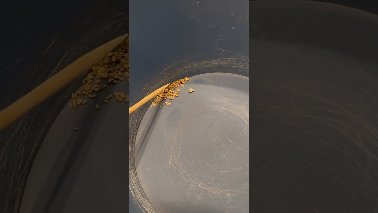 Vendetta Prospecting Calicrush Gold  Clean Up ⛏️ 