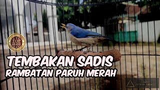 Rambatan Paruh Merah Gacor Tembakan Sadis untuk Masteran