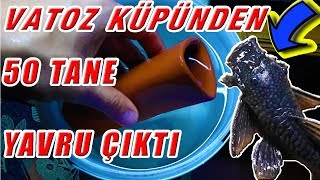 Download Cüce Vatoz Yavrularını Küpden Yavruluğa Alma , Corydoraslar Yine Yumurtlamış Video MP3 Cüce Vatoz Yavrularını Küpden Yavruluğa Alma , Corydoraslar Yine Yumurtlamış