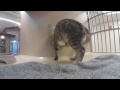 360 Video: Kittens at the Charleston Animal Society