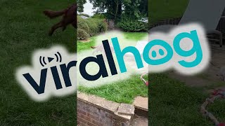 Kitty Chases Dog Around Yard || ViralHog
