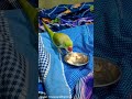 #parrot #talkingparot #funny #comedy #azharparrot #birds #mithukibatain #greenparrot #talkingbird