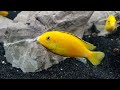 The Yellow Lab is THE BEST Cichlid...Here's Why