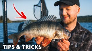 Sensommerfiskeri Efter Aborre - Tips & Tricks!