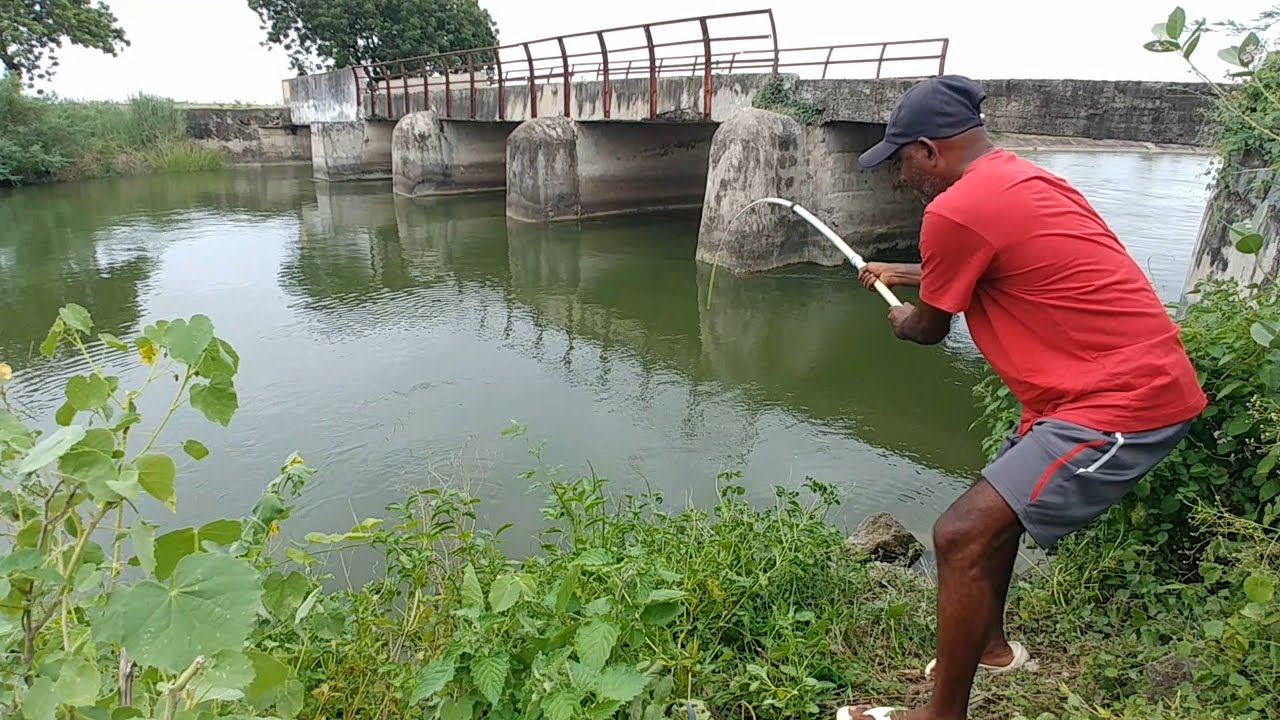 Best Hook Fishing VideoFishing for Indian Baam & Tilapia To Catch