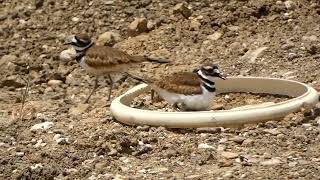 Killdeer nest, Charadrius vociferus