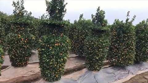 Quất cảnh ! giá quất cảnh tại vườn ở Hưng Yên 180k 1 cây giá rẻ bất ngờ