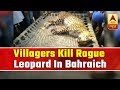 Villagers Kill Rogue Leopard In Bahraich  | ABP News