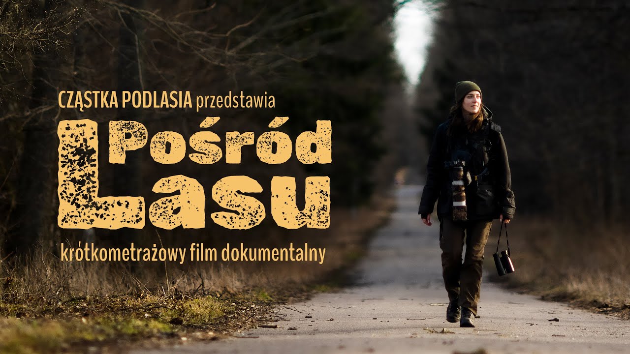 Pośród Lasu / Among the Woods