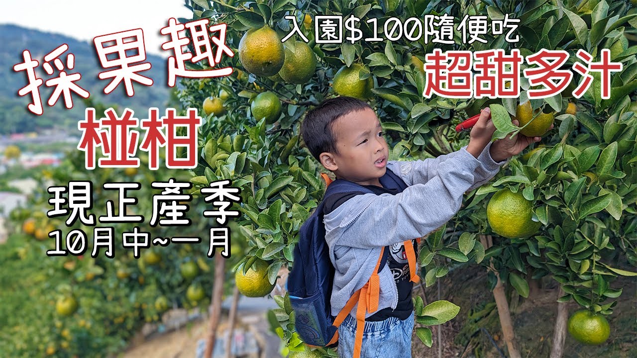 帶孩子採果趣｜入園$100隨便吃｜椪柑正產季多汁又甜美｜台中大坑｜東昇柑橘觀光果園
