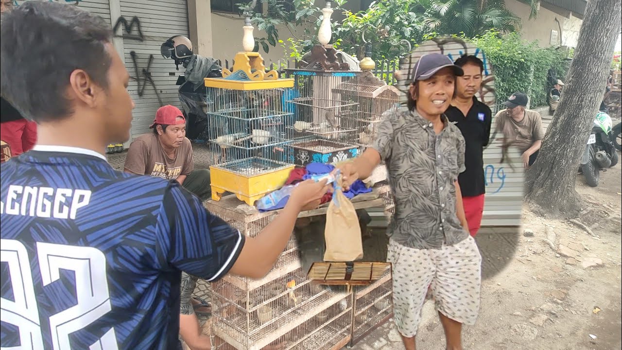 CUKUP BURUNG INI BIKIN TERAS RUMAH RAMAI