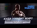 Жиросжигающая тренировка - Павел Бадыров теоретическая часть