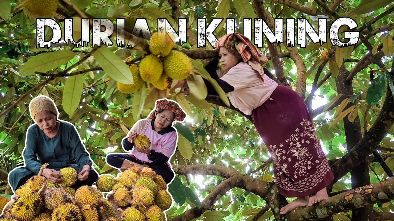 suasana di kampung dayak muslim, panen durian kuning, membuat kue tradisional & masak sayur pampaken