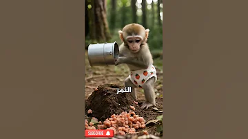 القرد دا عمل فخ للنمر Viral 