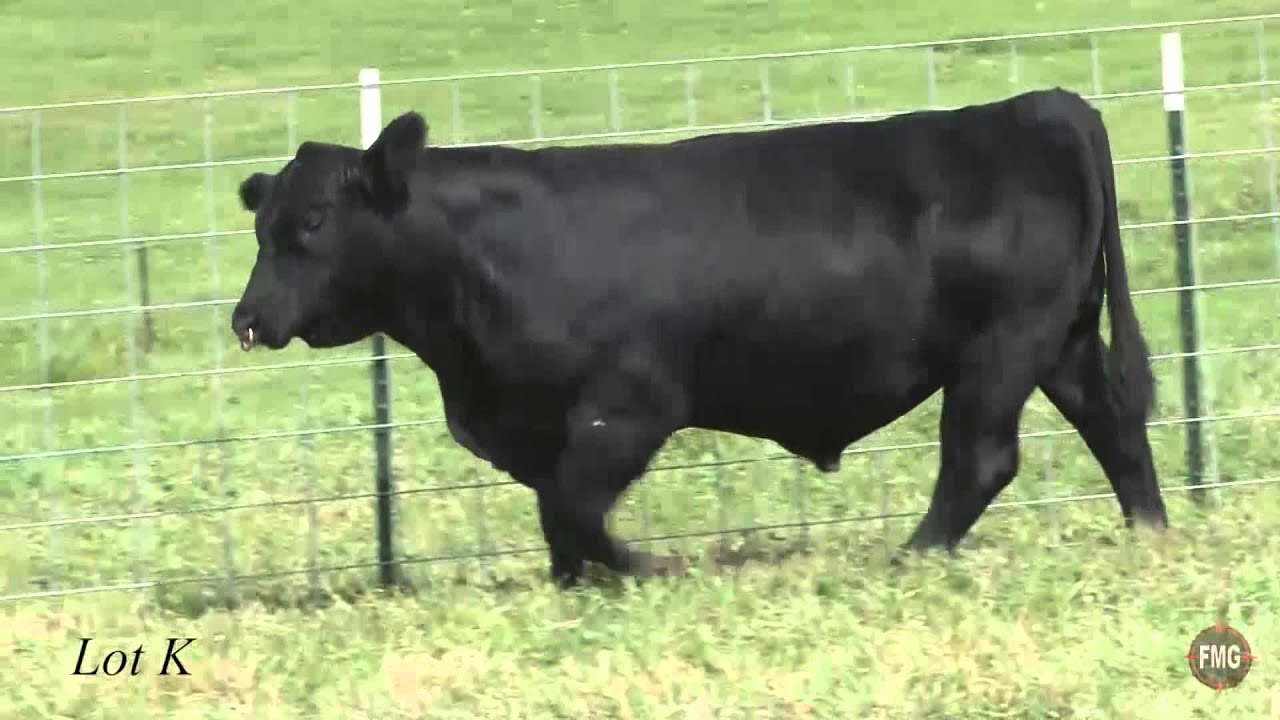 Conley Angus Lot K - YouTube