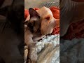 Sphynx cats meditation