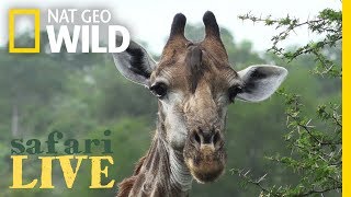 Giraffes: What You Should Know About the Tallest Animals on Earth | Nat Geo Wild