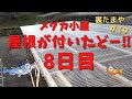 8日目！屋根がついて小屋完成までもう一息