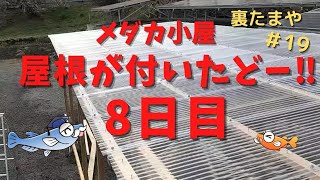 8日目！屋根がついて小屋完成までもう一息