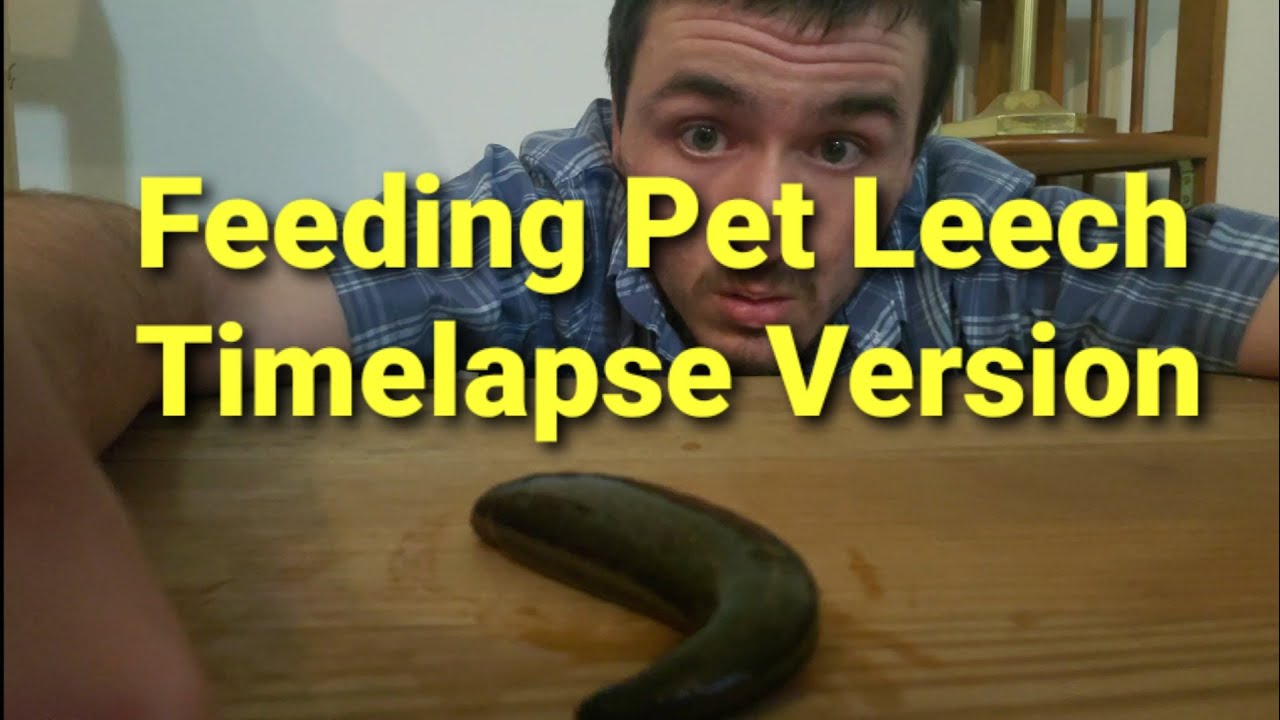 Baby Leech, And Adult Leech Feeding YouTube
