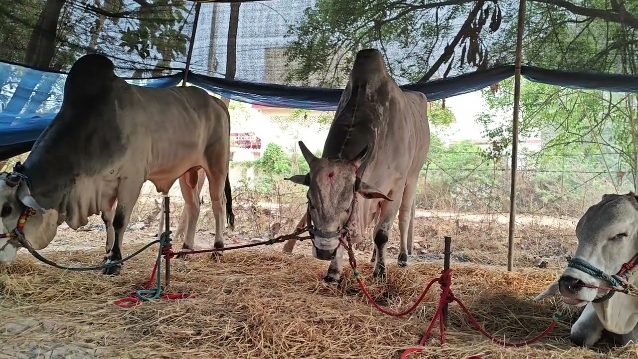 ఆకుల గణపవరం సీనియర్స్ వచ్చిన 2జతలతో వచ్చాయి కాసంన్నేని.రాజాచౌదరి గారు గన్నవరం గ్రామం కృష్ణాజిల్లా...