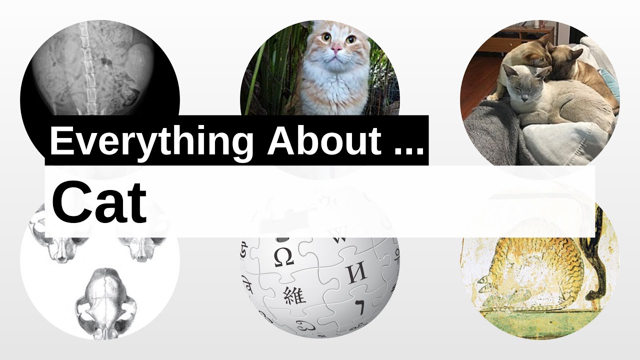 Cat | Wikipedia